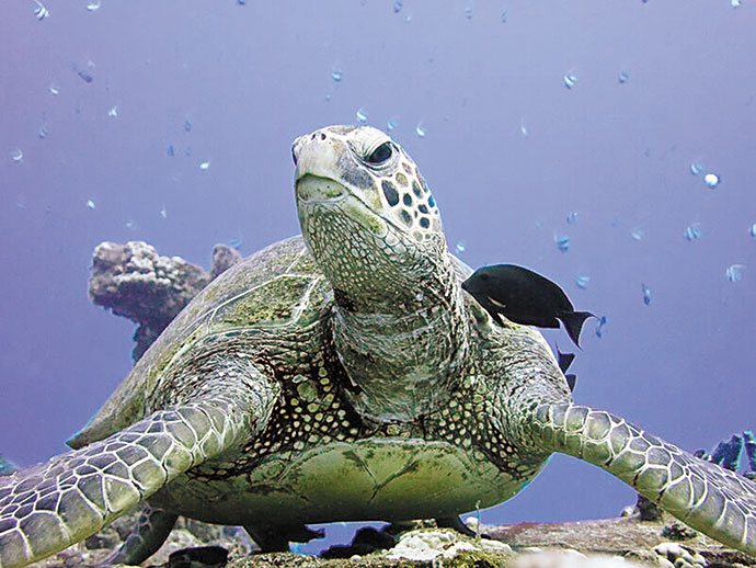Past Waikiki Aquarium Photo Contest winners that have appeared in the calendar:  Stuart Ganz