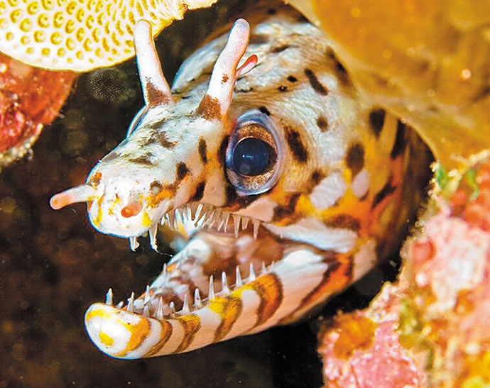 Past Waikiki Aquarium Photo Contest winners that have appeared in the calendar:  Jill Jermann
