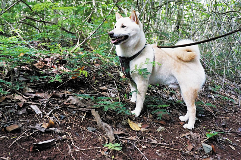 Rocky takes a break while hiking Likeke Trail with Humane Society's Paws on the Path Hiking Club. 