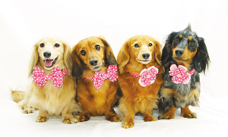 (from left) Chance, Weenie, Honey and Pepper PHOTOS FROM FURST LOVE HAWAII 